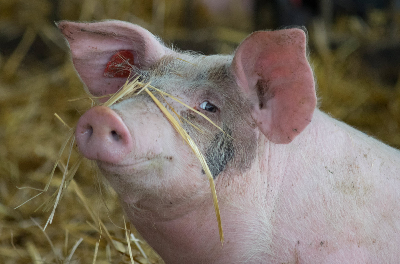 Amérique : des chercheurs américains ont relancé le cœur d’un cochon mort